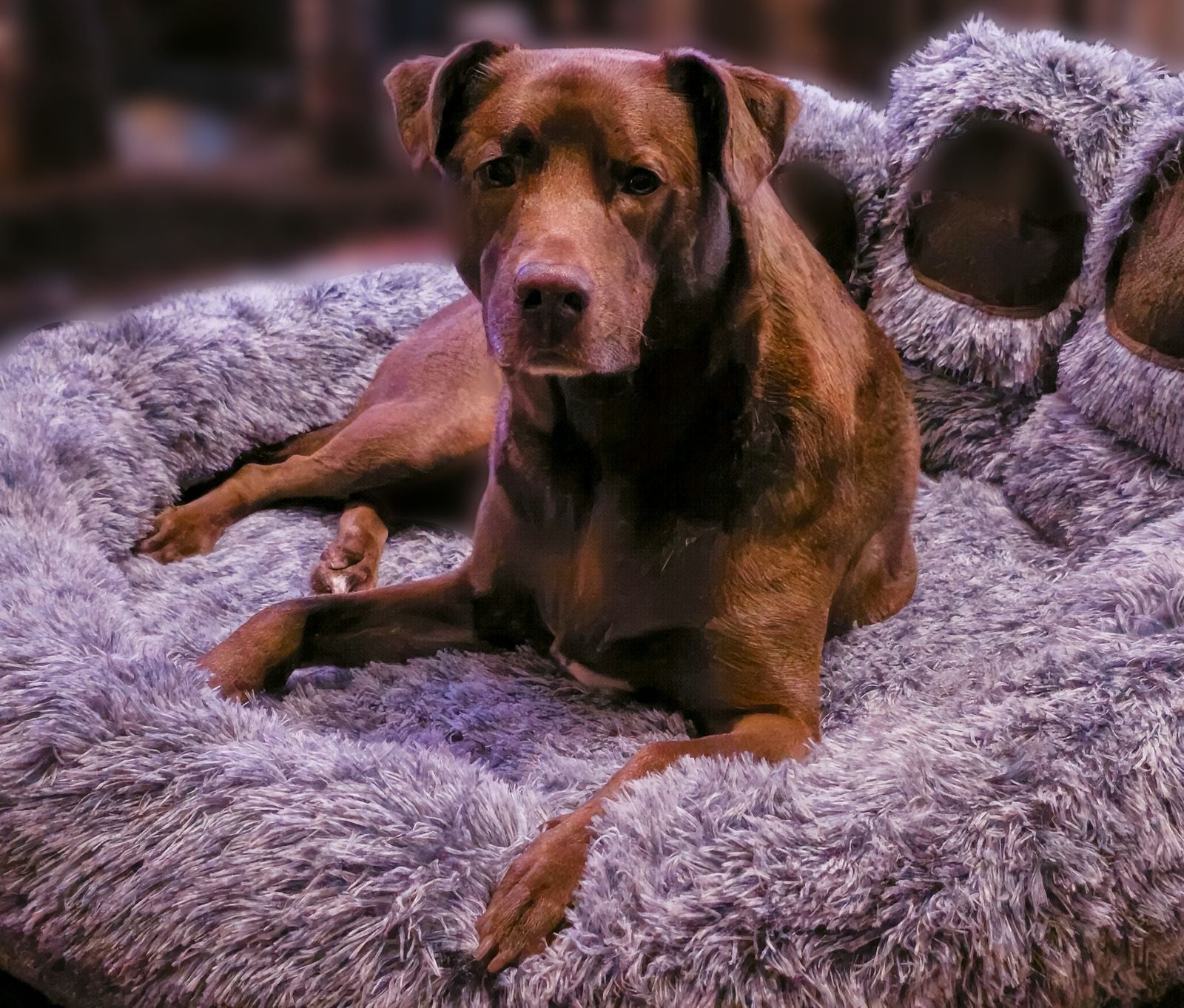 Calming Paw Dog Bed- 