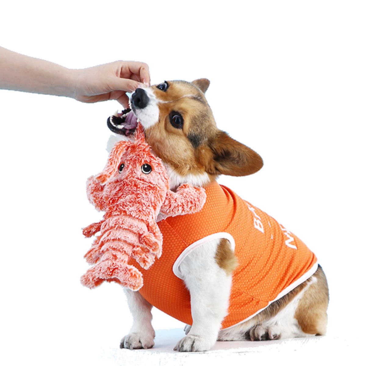 Floppy Lobster - Interactive Dog Toy- 
